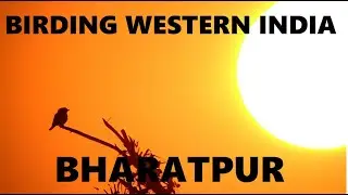 BIRDING WESTERN INDIA: BHARATPUR