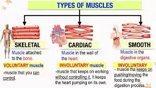 Muscular and Skeletal Systems Work Together