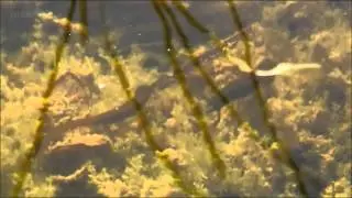 Great Crested Newts on Springwatch (2012)