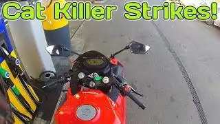 M25 Cat Killer strikes on my doorstep!