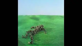 Squid -- Pamphlets