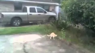 Zangief Cat - NaoPodeRir.com