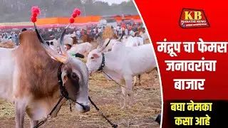 #मंद्रूप येथे जनावरांचा बाजार व किंमत ? Mandrup Bazaar | Mandrup Cow Market