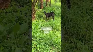 ALMOST SCARED HIM #notAi #real #farm #animals #goat #NATURE # #crickets #cricket sound