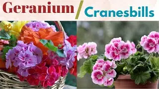 Geranium || All About Geranium Flower || cranesbills || Nature's Beauty