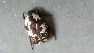 Gymnetis Beetle