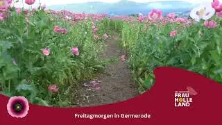 Mohnbl&uuml;te in Germerode