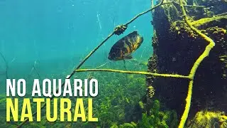 ENCERRANDO A TEMPORADA 2025! Pesca Sub - SubTv Spearfishing