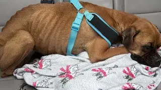Harnett County Sheriff's Office investigating emaciated dog case