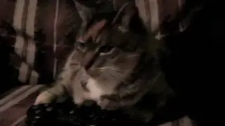 OpTic Whiskers