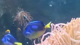 Pacific Blue Tang (Paracanthurus hepatus)