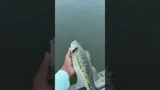 Big spotted bass on lake Allatoona #bassfishing #fishing #kayakfishing
