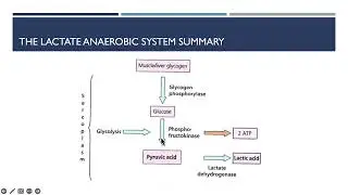 Cambridge Technical Level 3 - Sport - Energy Transfer