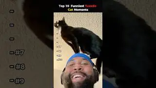 Топ-10 самых смешных моментов с котом в смокинге 🐱🐾