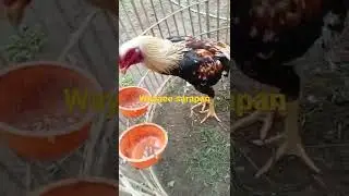 penikmat proses #bjf#jagokqmpung