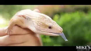 Mikes Exotics Showcase