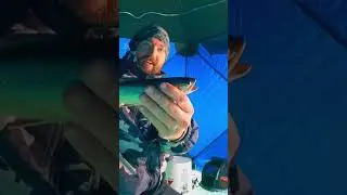 Sight fishing through the Ice! Dad lands his first fish on the ice!! 🙌🏼🙌🏼#shorts #icefishing