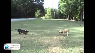 Garner's Momo vs Garner's Santos
