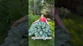 Раскрываю секрет больших хост🌱  #хоста #хосты #цветы #цветник