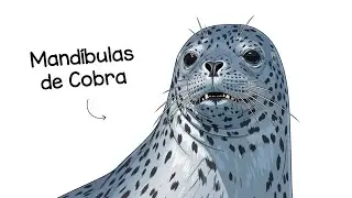 Porque é HORRÍVEL nascer como uma Foca Leopardo ?