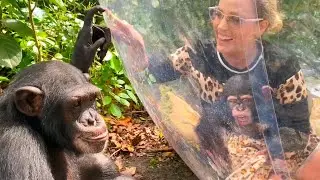 Chimp Brothers Play in Bubble Tent