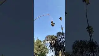 This Machine Changed Tree Cutting Forever‼️😱