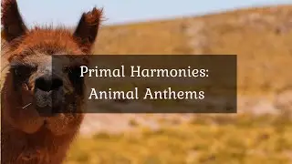 Primal Harmonies: Animal Anthems &bull; 4K Video UltraHD