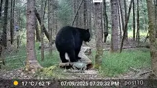 Animals Swarm My Forest Water Bowl During Extreme Drought 