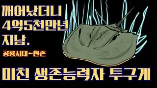 깨어났더니 공롱들이랑 살았던 투구게? 멸종속에서 어떻게 살아남은걸까?!