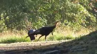 Wild Turkey Eating Breakfast #birds #wildturkey #wildlife
