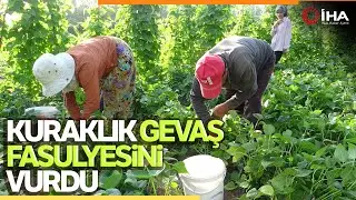 Gevaş Fasulyesini Kuraklık Vurdu, Rekolte Düştü!
