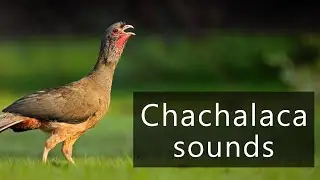 The crazy sounds of Chachalacas