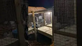 Custom 4x6x5 3 bay dog kennel!