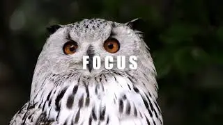 Wiser Digital is Always High!