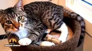 Adopt A Cat Today | Second Chance Animal Rescue