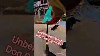 Dhurandhar Boys Unbelievable Dog Catching#dogwithpublicsafety #dog #ytviral #pets #shorts #dogshorts