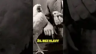 Kohout Žil Bez Hlavy 18 Měs&iacute;ců
