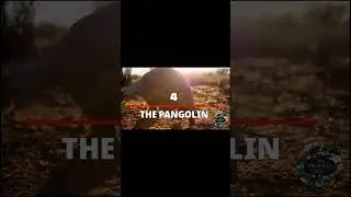 Meet The Pangolin (An Endangered Species ) #shorts #wildlife #pangolin