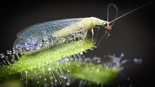 Sundew Traps a Lacewing in Extreme Close-Up | Carnivorous Plant Capture