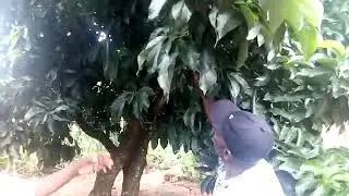 Harvesting Grafted Pears at NDEF
