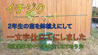 【イチジクの一文字仕立て】2年生から始める
