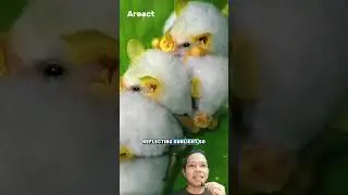 Honduran White Bat: The Tiny Bat That Builds Leaf Tents!
