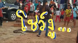 #โชว์งู