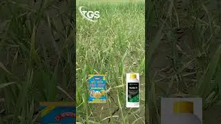 #गेहूं #farming #wheatcrop #sarson #agriculture #wheat #gehu #kisan #pillagehun #farmer #piila gehun