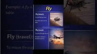 Fly ✈️🪰 | Same Word Different Meanings | English Vocabulary | Monika&rsquo;s Learning Hub
