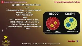 Structural Organisation in Animals - Connective Tissues | NEET 2026 & Class 11 Biology | Ep 102