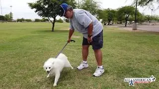 Nico I 3 yr old American Eskimo I Before & After I Aggression I Board & Train I Phoenix Dog Training