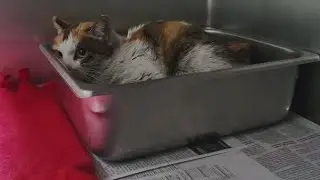 Long, strange trip: Cat survives three week journey from China