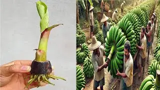 The technique of propagating bananas using fresh milk is effective and costs nothing.