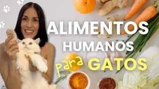 10 ALIMENTOS HUMANOS y Naturales que tu GATO SI  puede Comer 😸